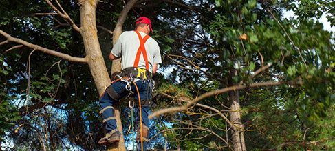 tree-trimming