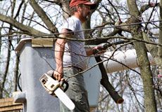 tree-trimming