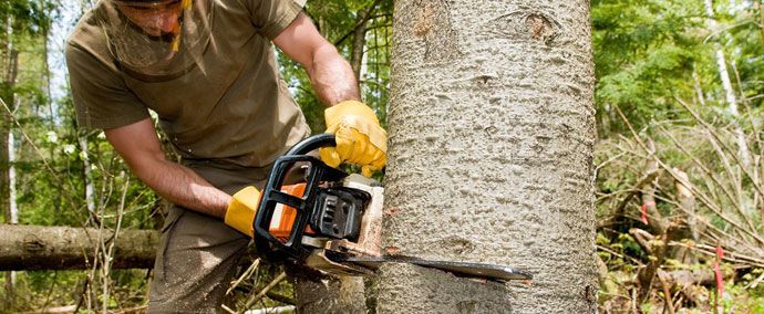 tree-removal