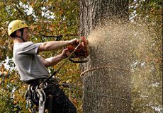 tree-trimming