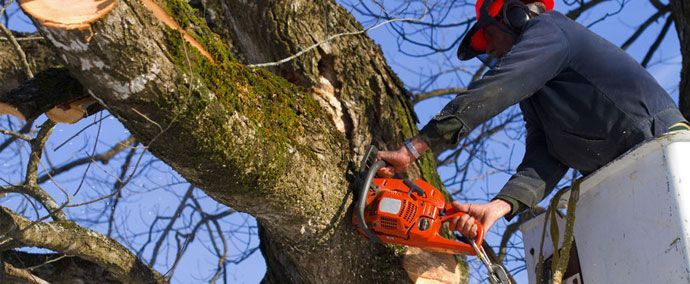 tree-trimming