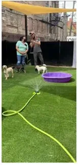 Two people and three small dogs on turf near a sprinkler and purple kiddie pool in a fenced yard