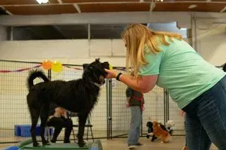 Woman training a black dog indoors at a dog show ring, with other dogs in the background