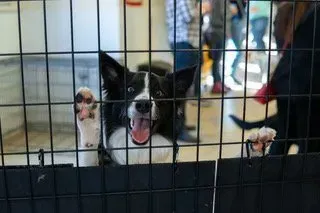 Black-and-white dog behind a wire fence, paws up and tongue out in a kennel