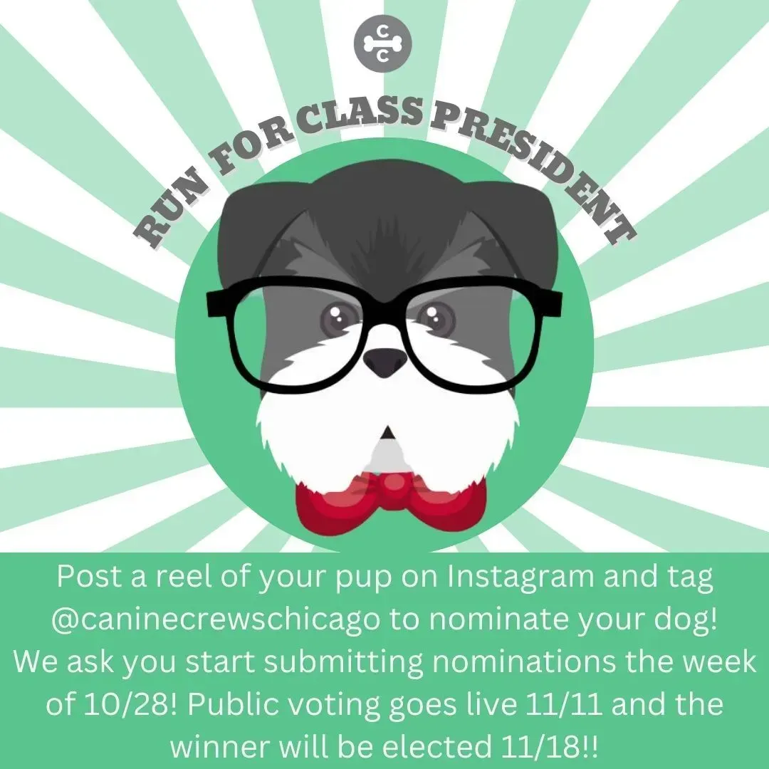 Dog election poster with glasses, green rays, and text about Instagram nominations and public voting