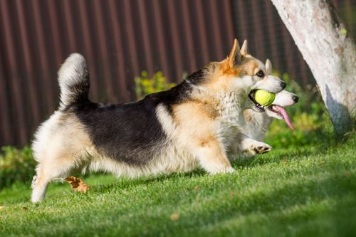 Dog running on grass with a tennis ball in its mouth