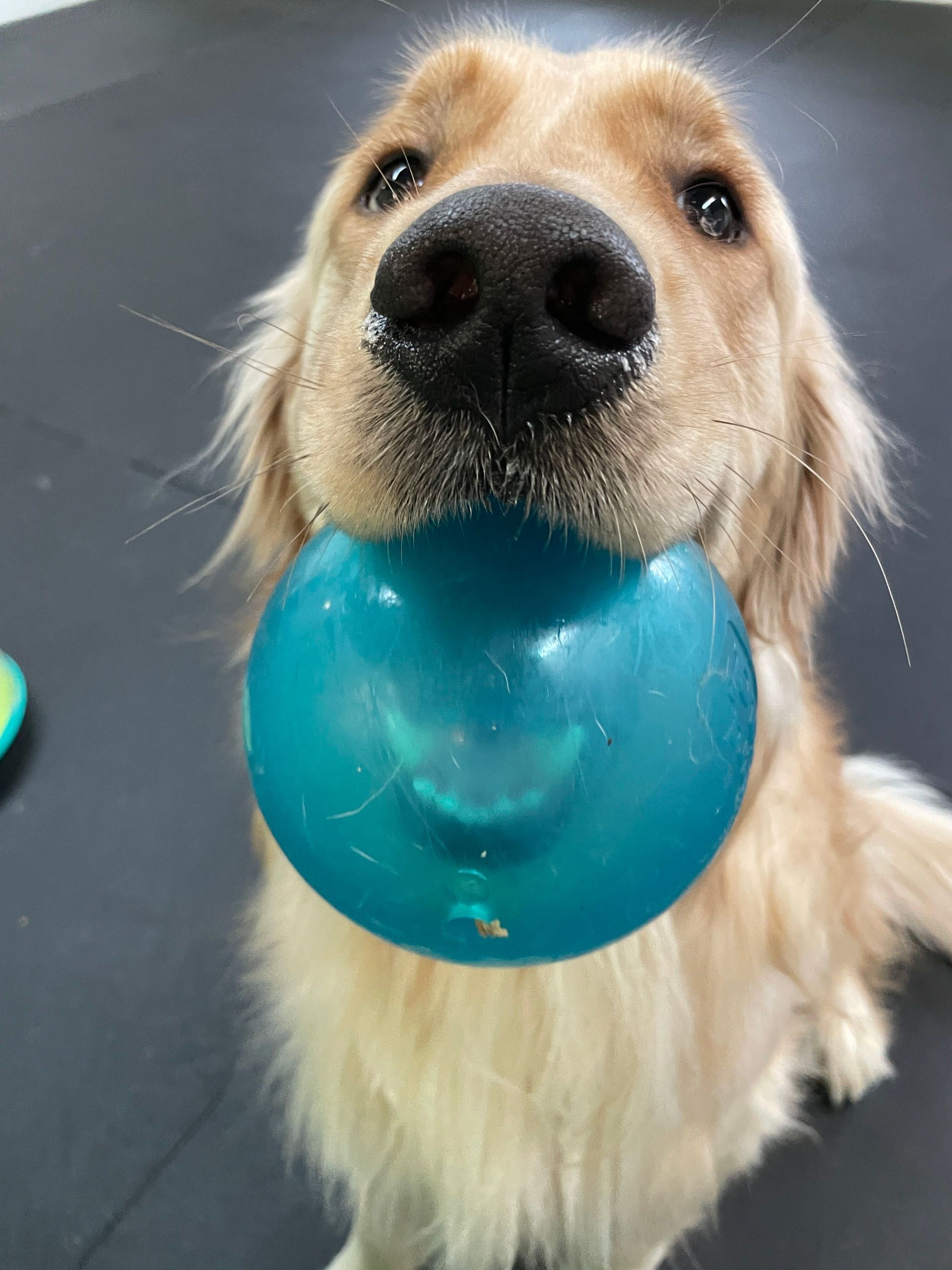 Golden retriever holding a blue ball in its mouth indoors.