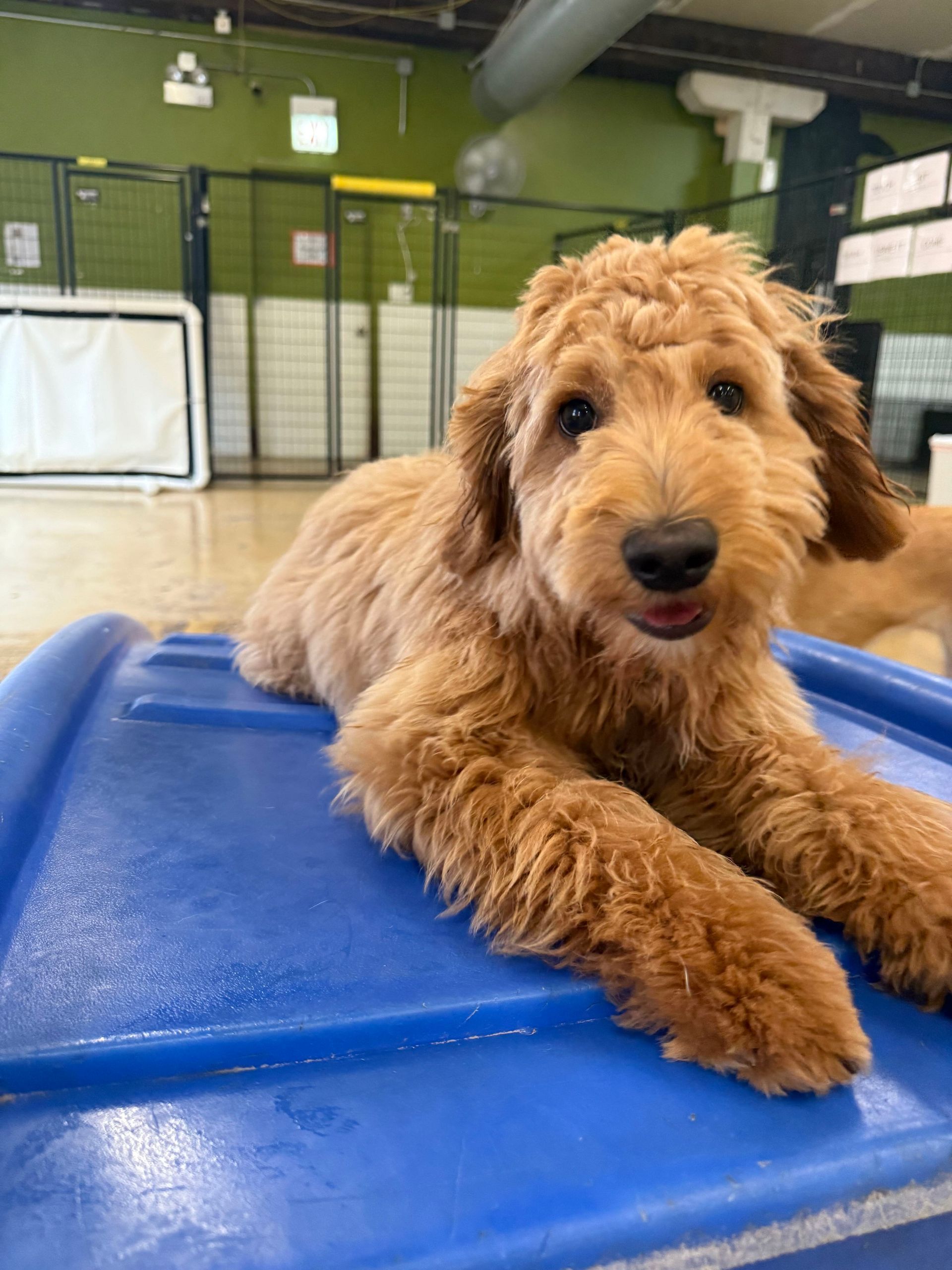 Fluffy tan dog lying on a blue mat in an indoor training room.