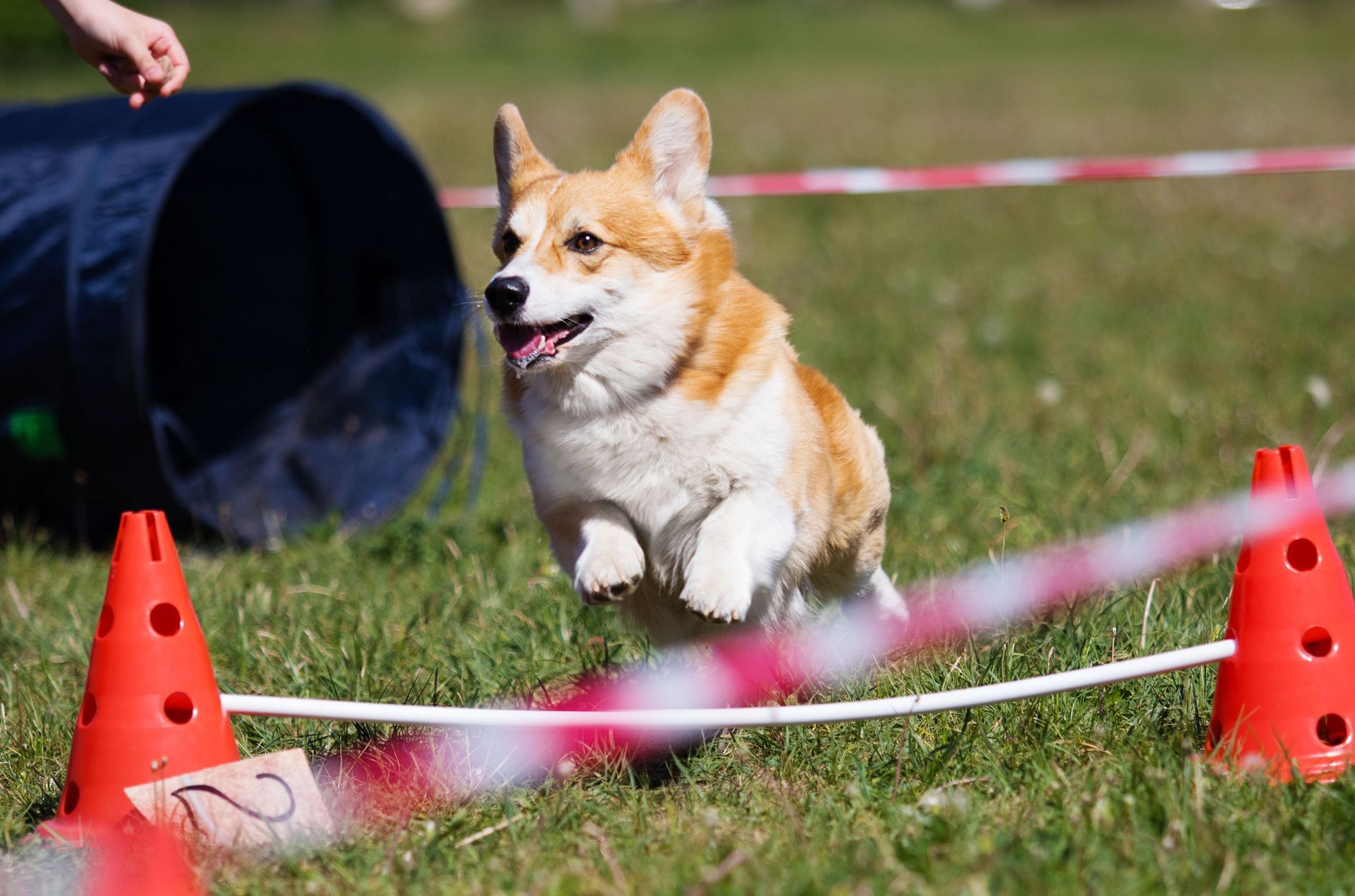 Corgi jumping over an agility hurdle between orange cones on a grassy course