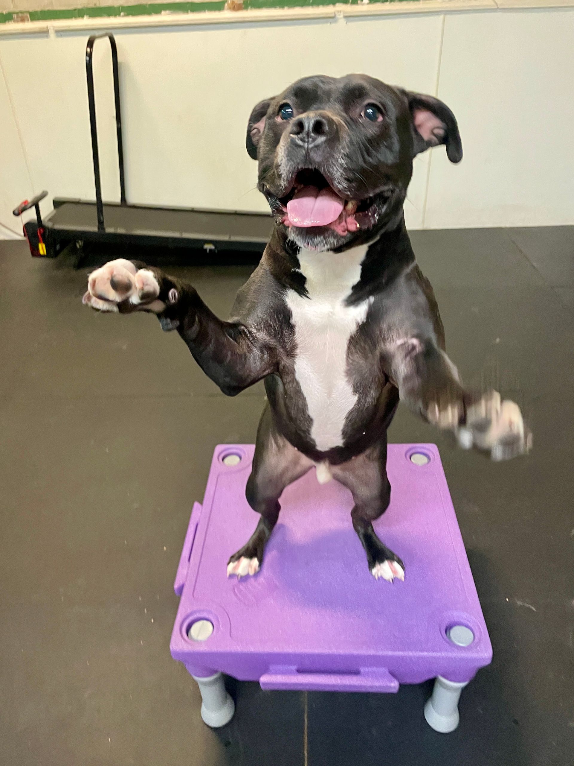 Black-and-white dog balancing on hind legs on a purple platform, paws raised indoors.