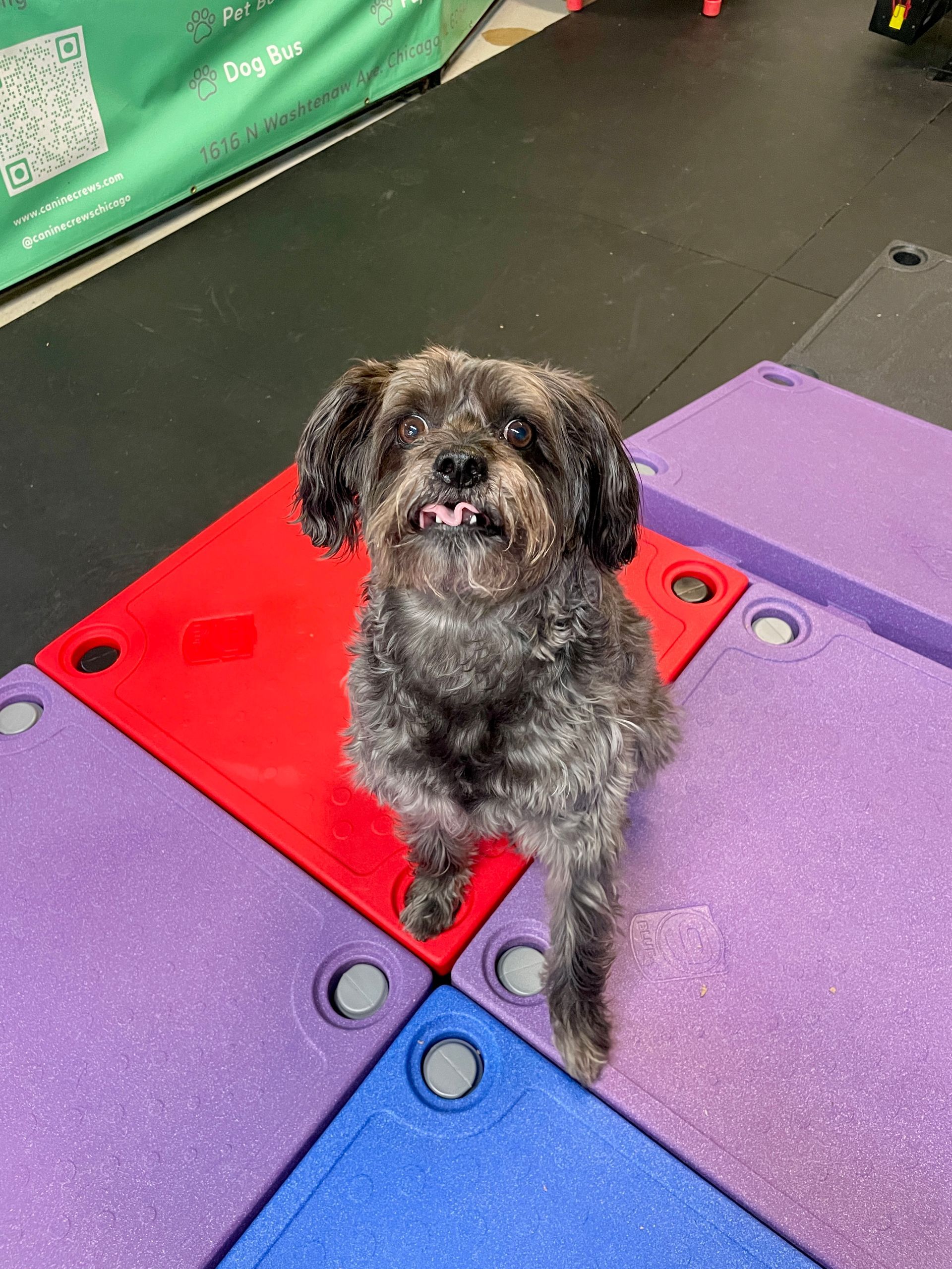 Small black dog sitting on a red mat among purple and blue gym foam tiles.