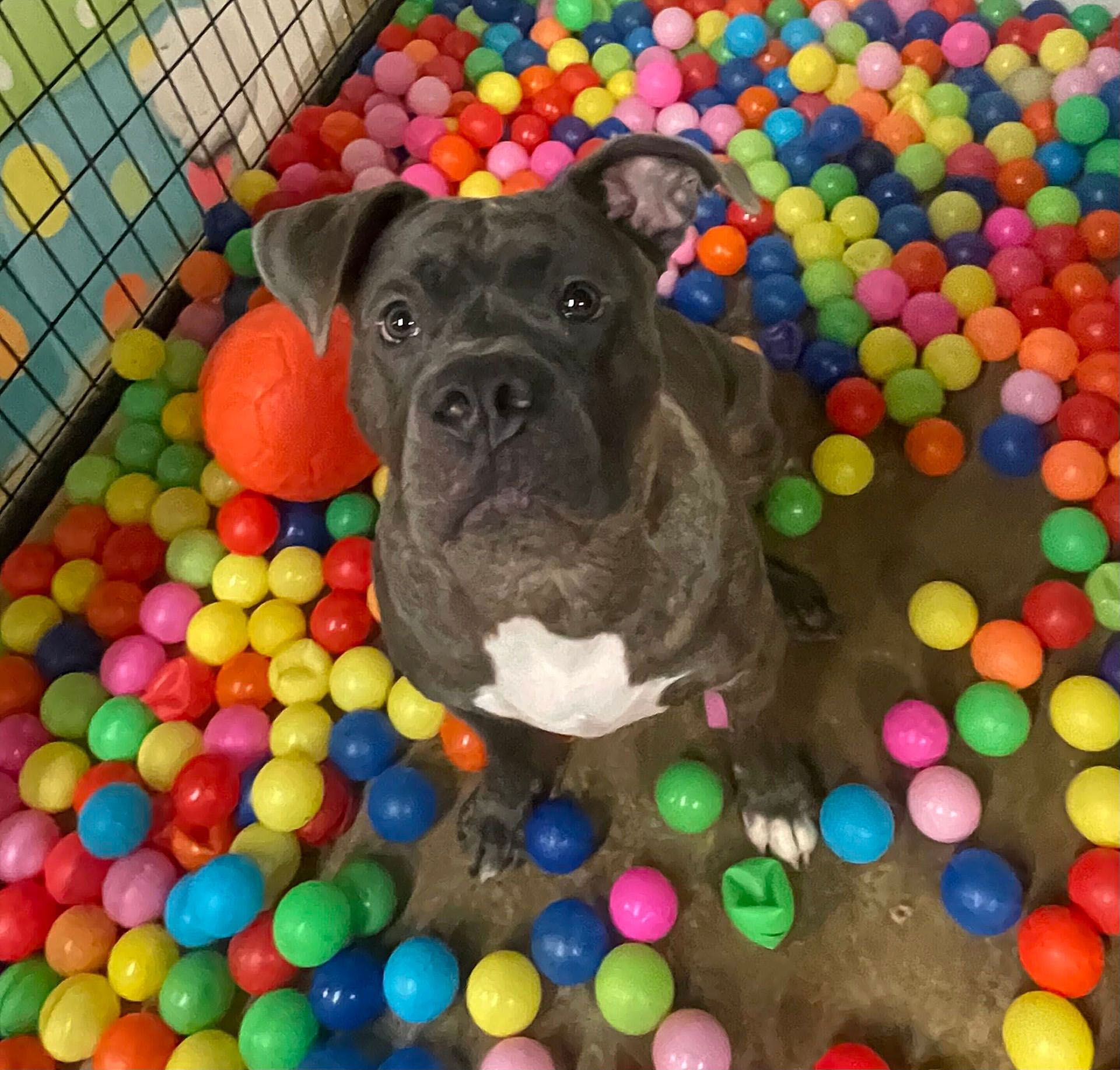 Brown dog sitting in a colorful ball pit, looking up at the camera.