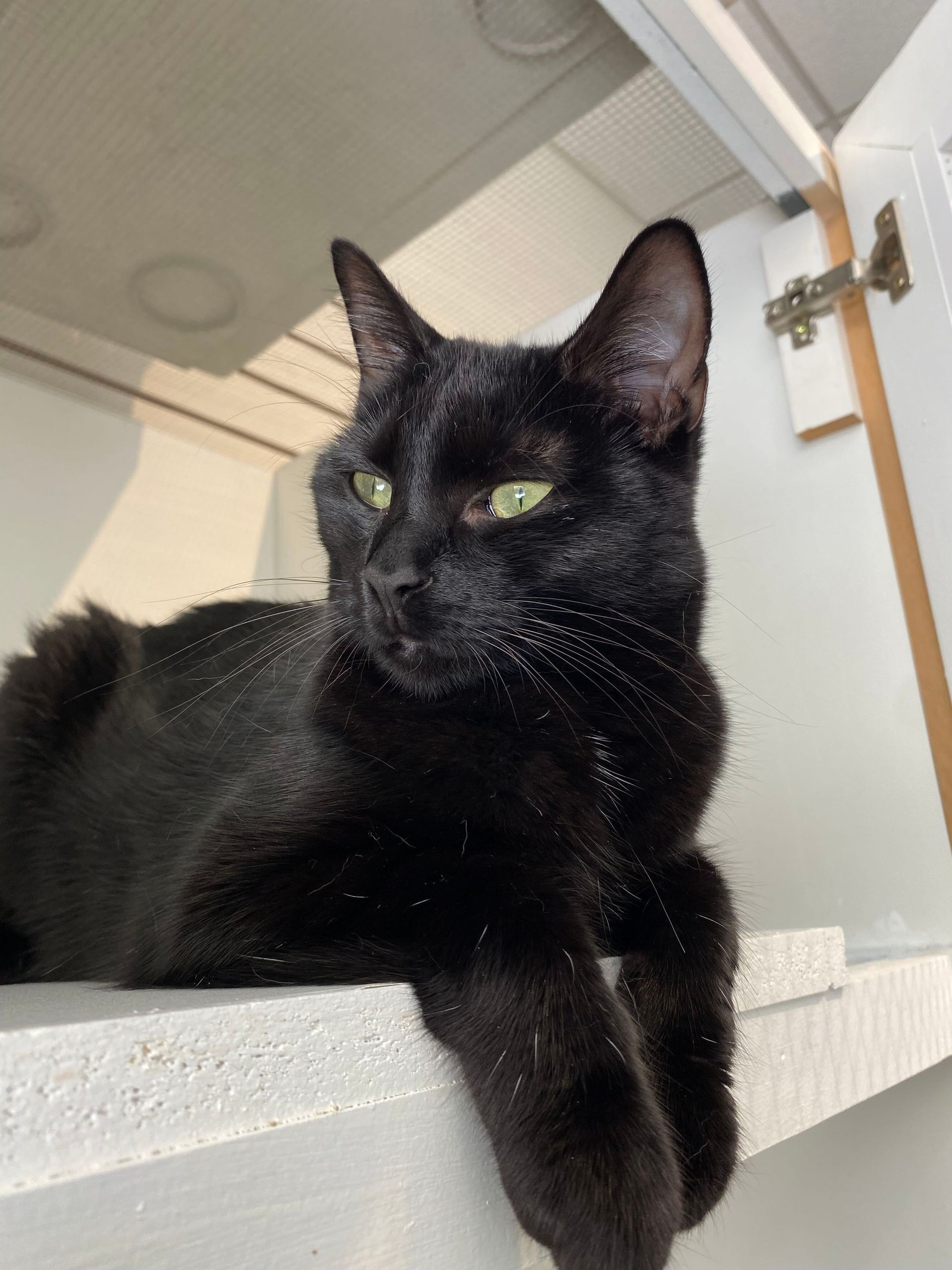 Black cat lounging on a white ledge indoors, looking to the side.