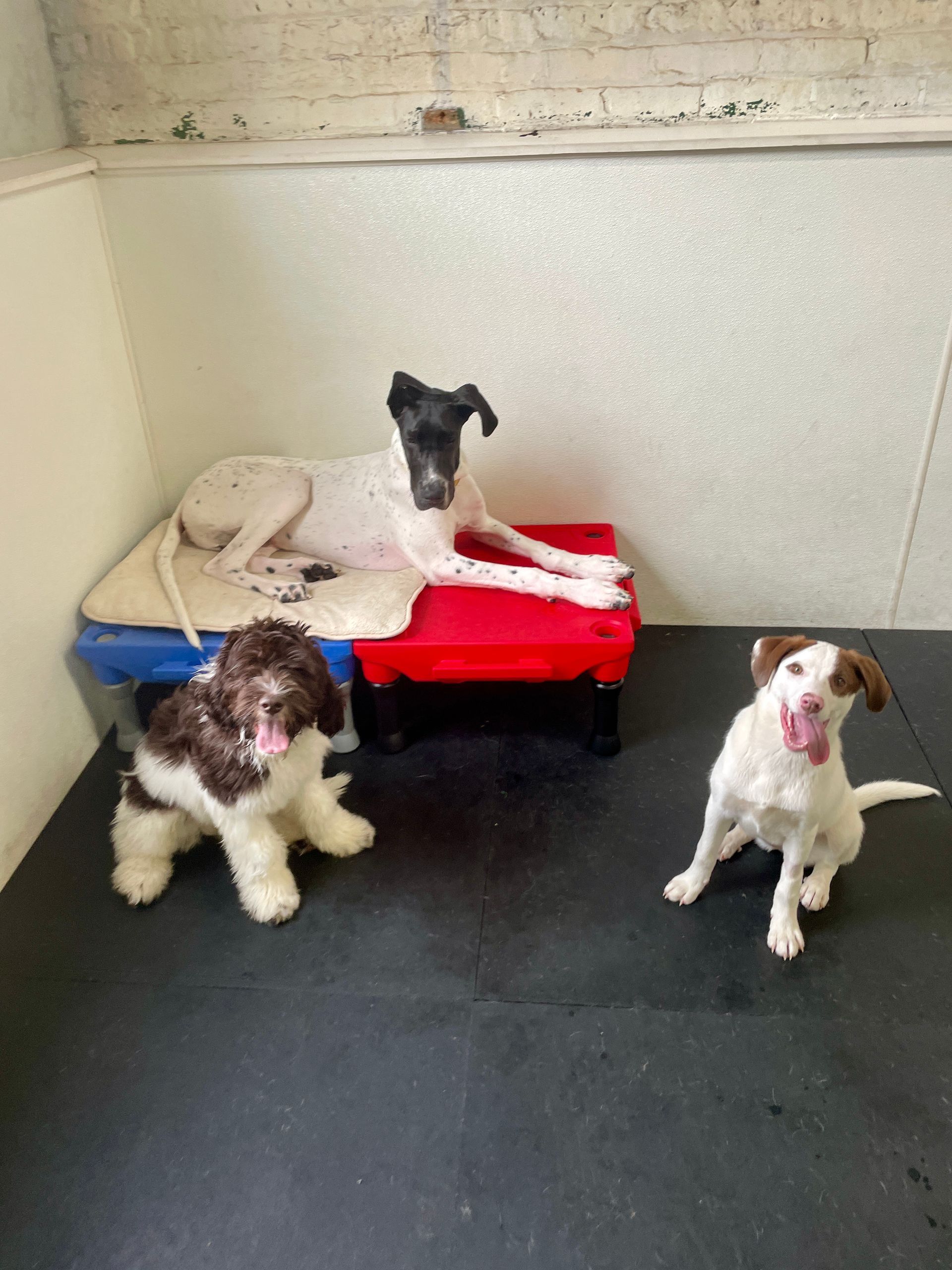 Three dogs resting in a kennel on raised beds: one white, one black-and-white, one white with brown spots.