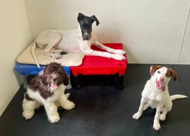 Three small dogs are resting in a kennel, two on raised beds and one sitting on the floor.