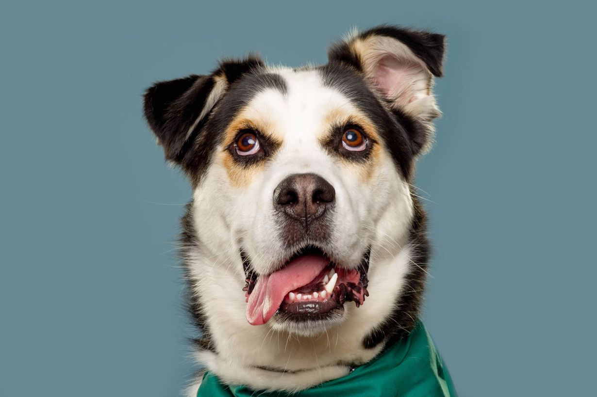 Black-and-white dog with a green bandana, panting against a blue background