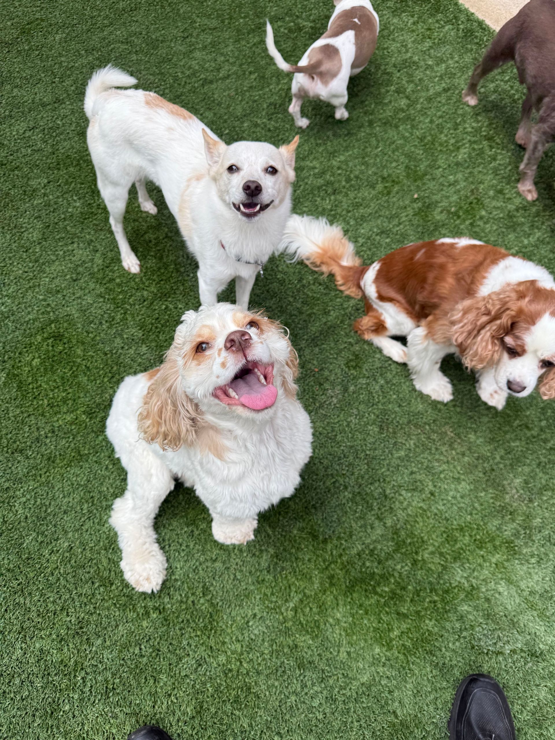 Four border collies sitting on grass, two black-and-white, one tan-and-white, one gray-and-white.