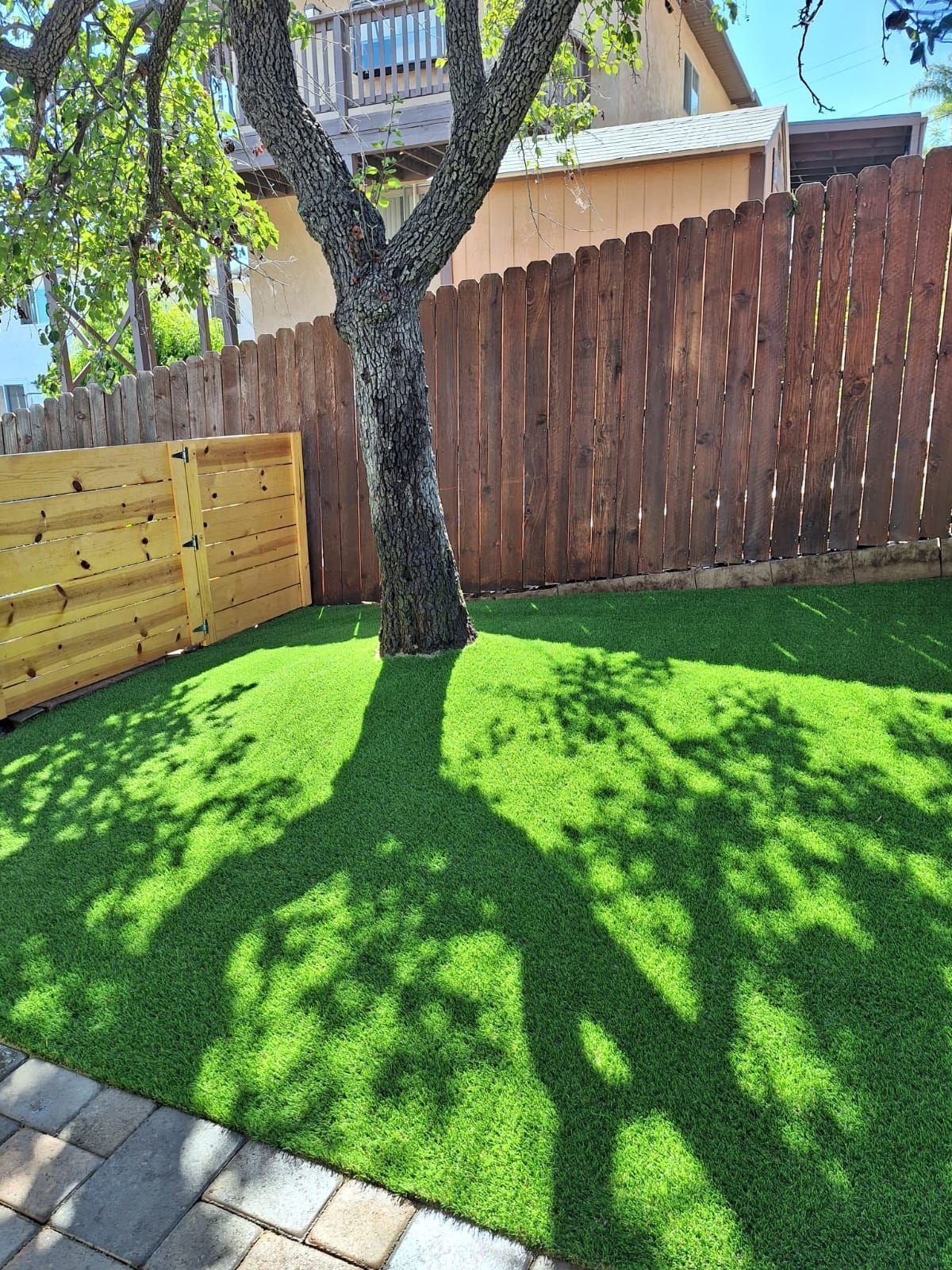 Green turf yard with tree casting a shadow, wooden fences in background.