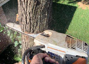 Learn More About Tree Removal Tree Removal