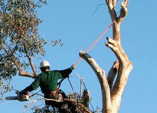 Learn More About Tree Topping Tree Topping