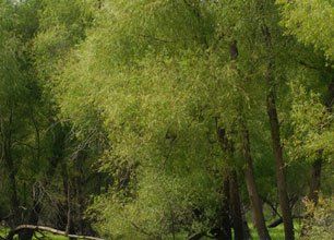 Learn More About Mistletoe Removal Mistletoe Removal