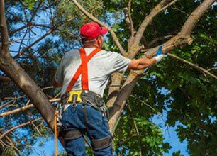 Learn More About Tree Trimming Tree Trimming