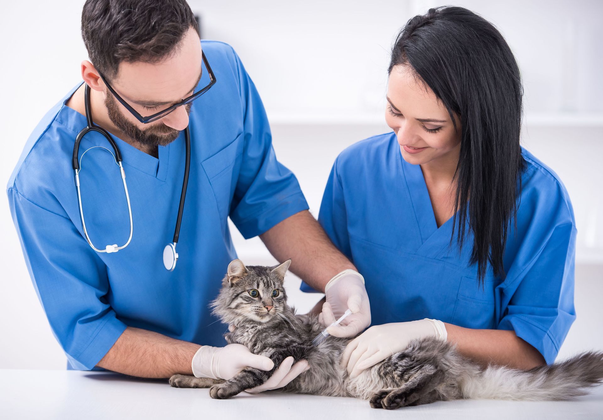 local emergency veterinarians