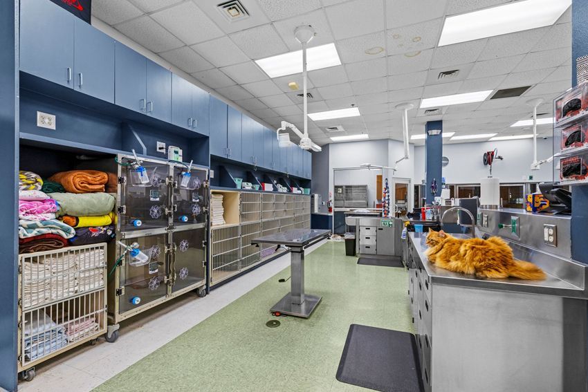 Interior of a veterinary clinic with stainless steel cages, examination tables, and medical equipment.