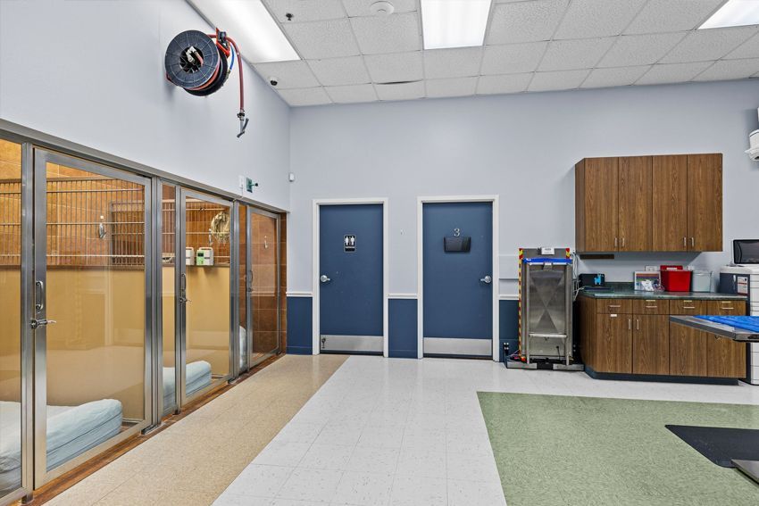 Interior of a pet boarding facility: kennels, blue doors, cabinets, hose reel on wall.