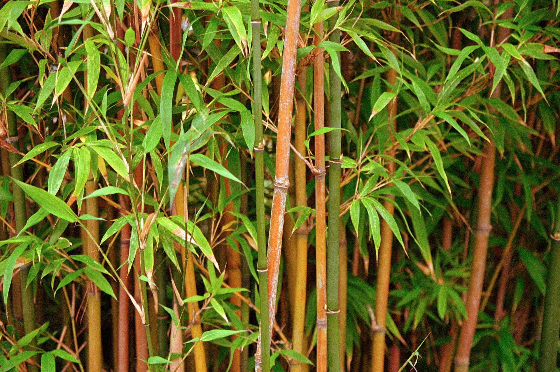 Bamboo Removal