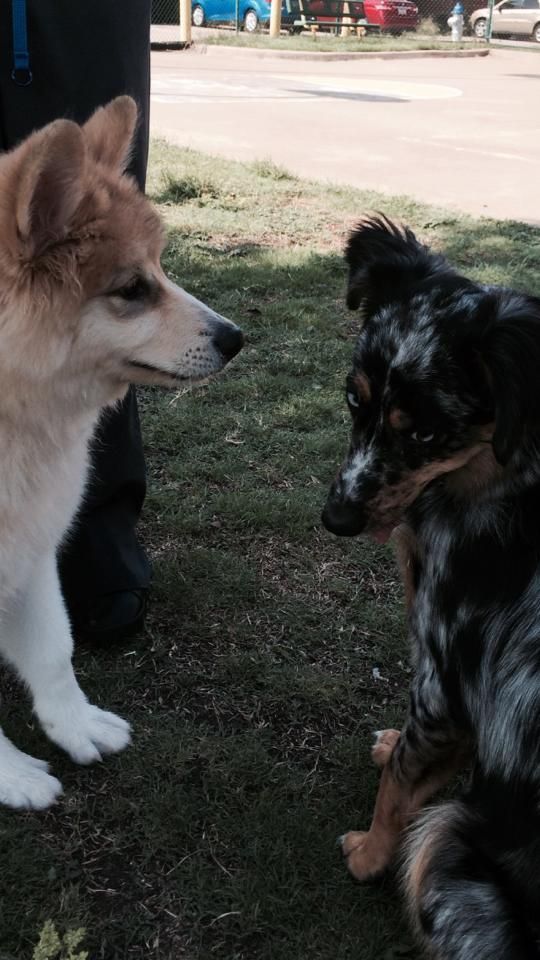 two dogs are looking at each other in the grass