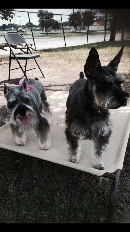 two small dogs are standing next to each other on a bed