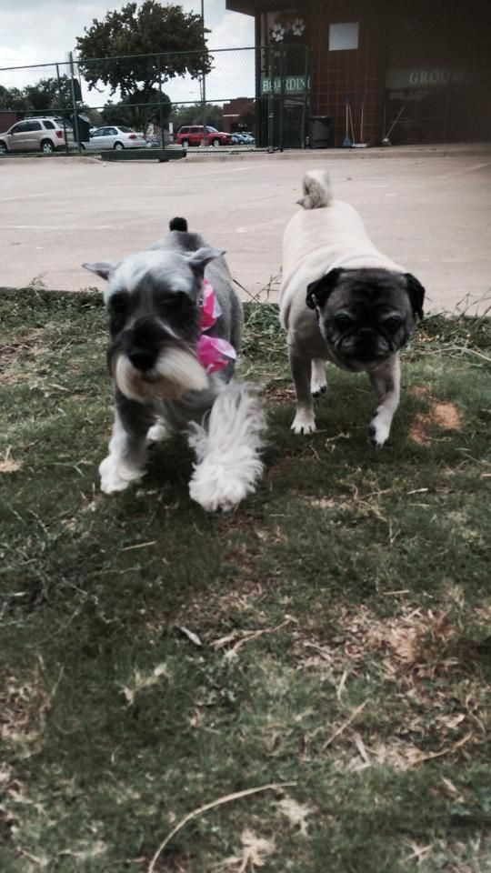 two dogs, a schnauzer and a pug, are standing next to each other in the grass