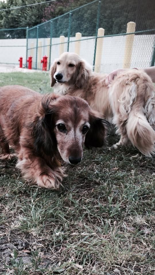 a dachshund and a golden retriever are laying in the grass