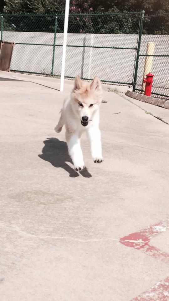 a brown and white dog is running on a concrete surface