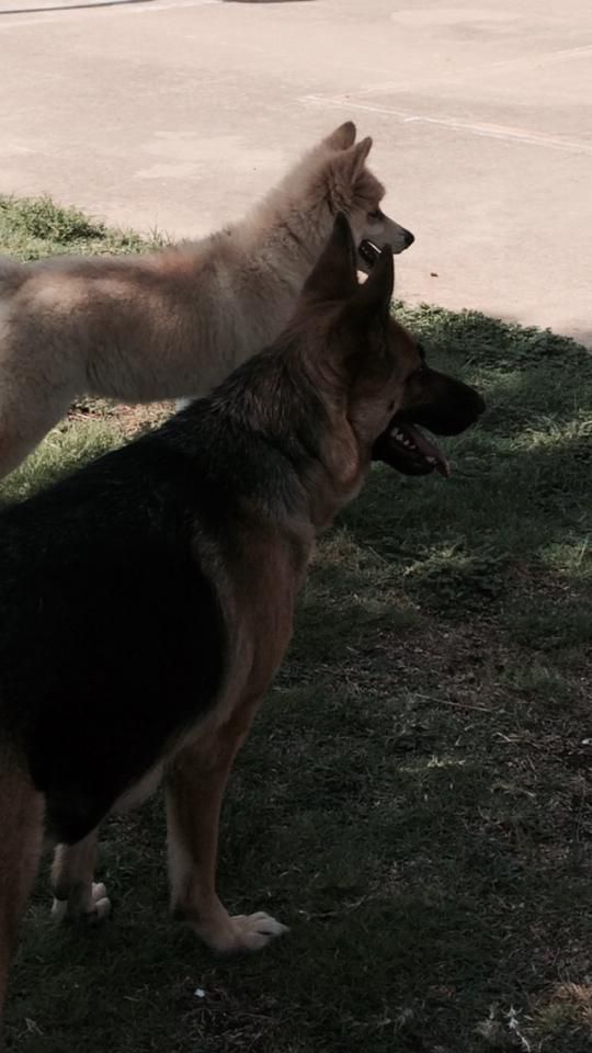 two dogs are standing next to each other in the grass