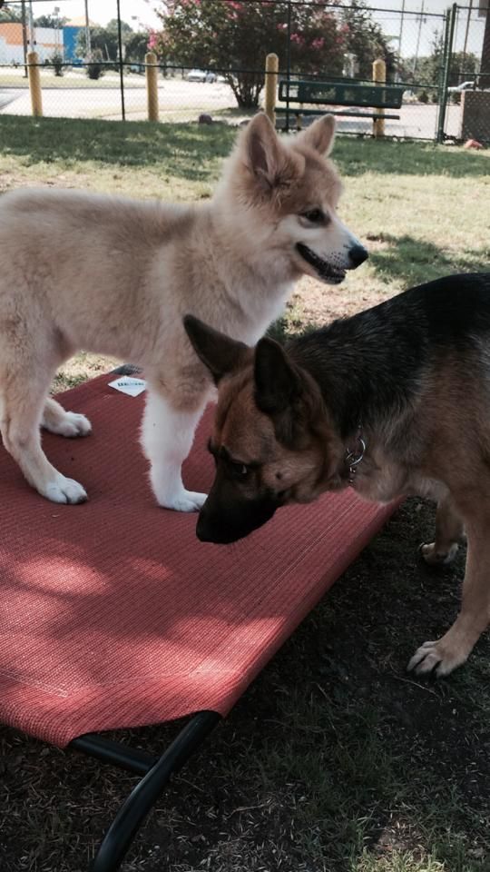 two dogs are standing next to each other on a red mat