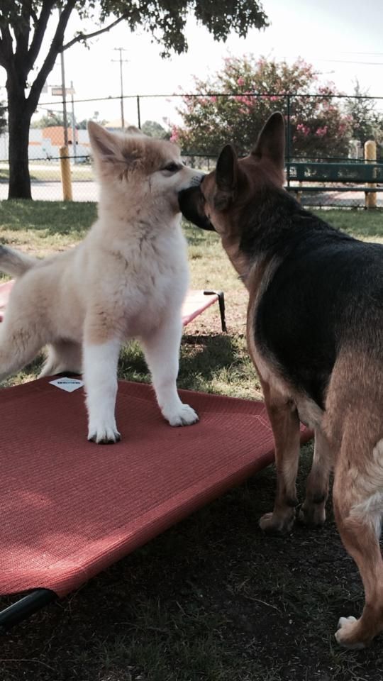 a german shepherd and a puppy are standing next to each other