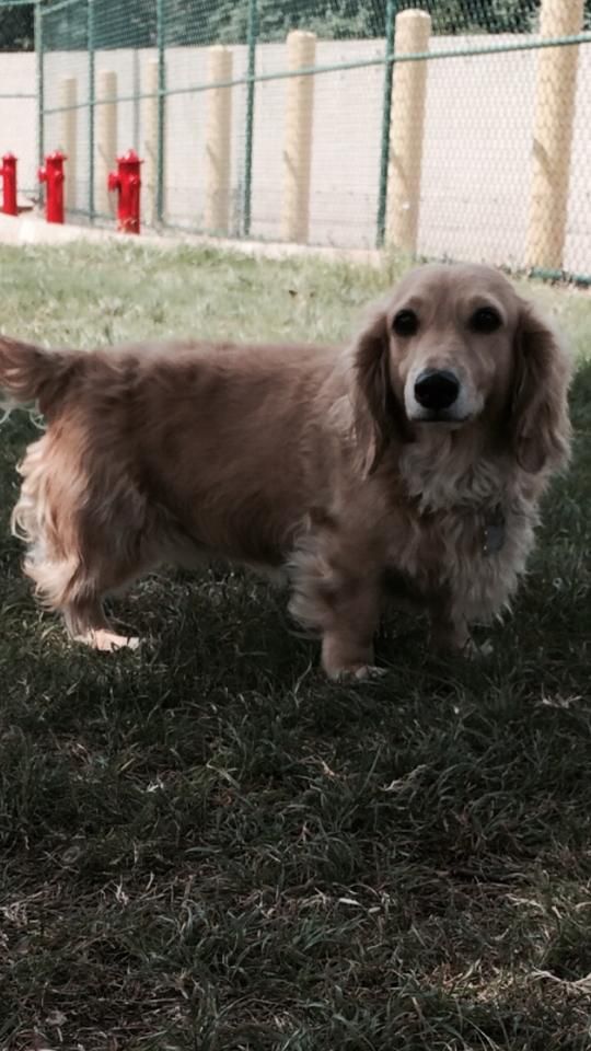 a cocker spaniel is laying in the grass in front of a chain link fence