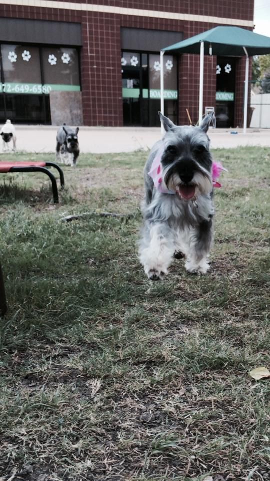 a small dog is standing in the grass in front of a building