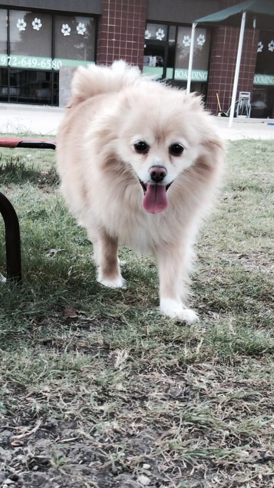 a pomeranian dog is standing in the grass with its tongue hanging out