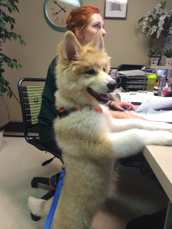 a dog is sitting at a desk next to a woman