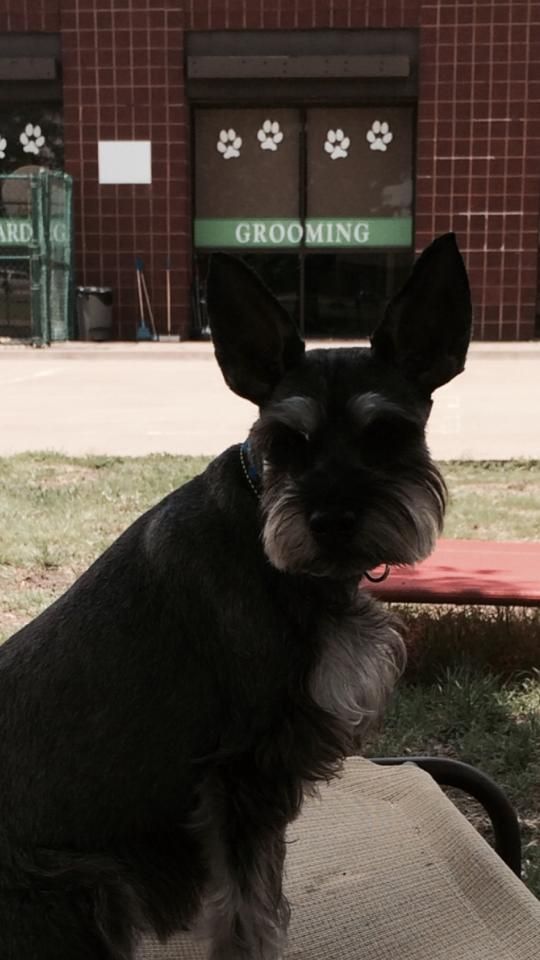 a small black dog is sitting in front of a grooming store
