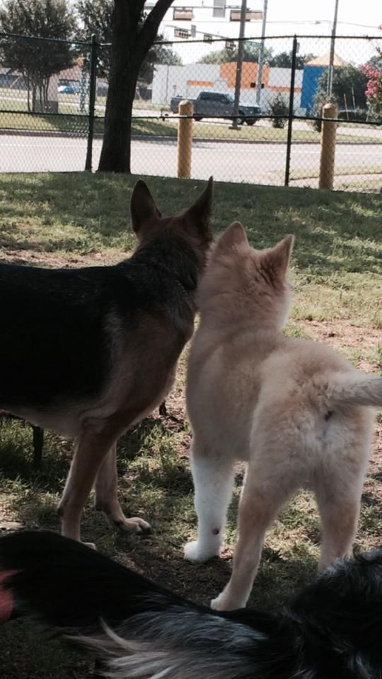 two dogs are standing next to each other in a park