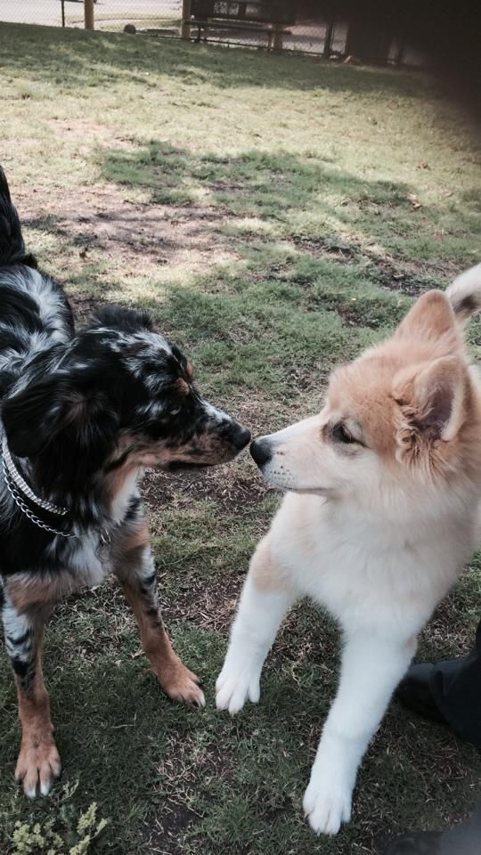 two dogs are sniffing each other in the grass