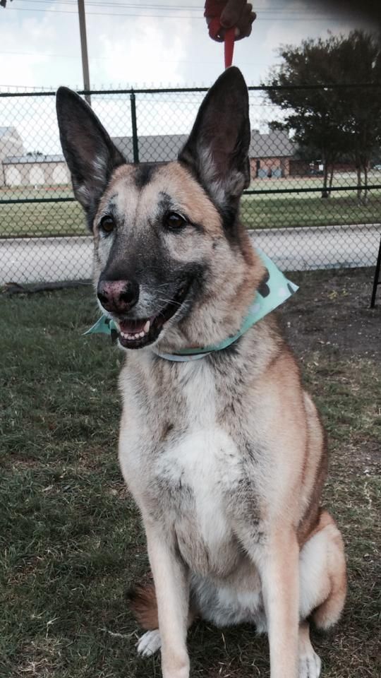 a brown and white dog wearing a blue bow tie is sitting in the grass
