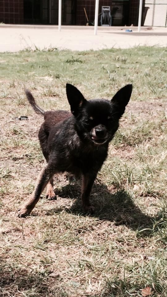a small black dog is standing in the grass looking at the camera