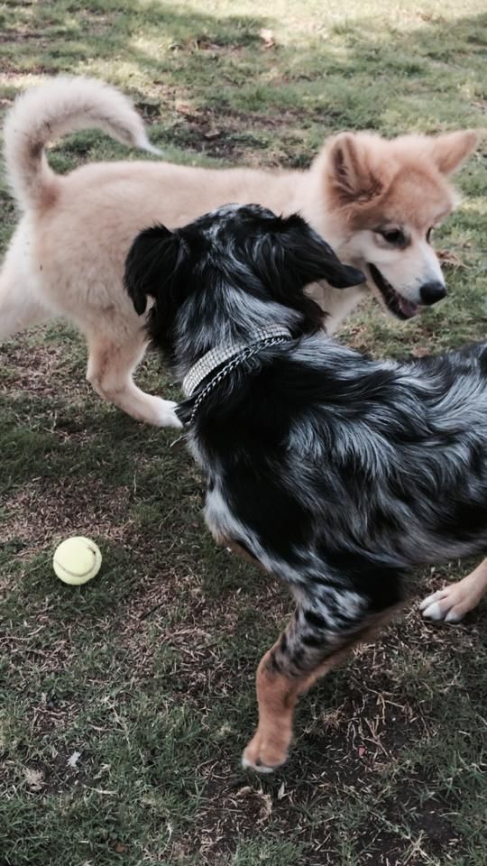 two dogs are playing with a tennis ball in the grass