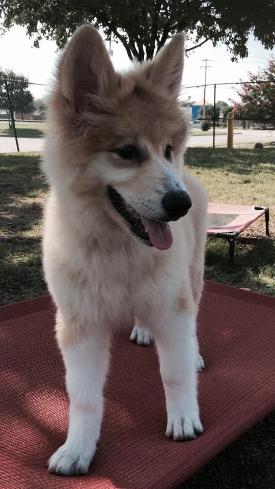 a brown and white dog is standing on a red mat
