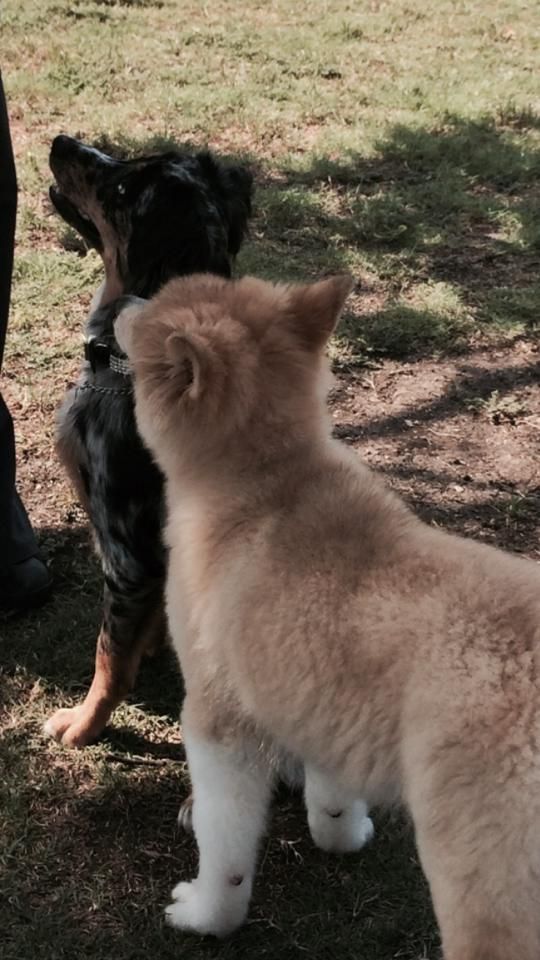 two puppies are standing next to each other in the grass